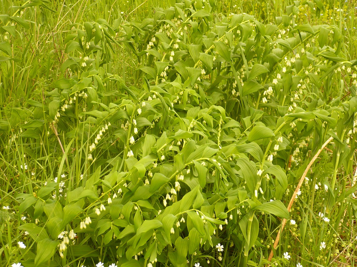 Polygonatum multiflorum (Asparagaceae)